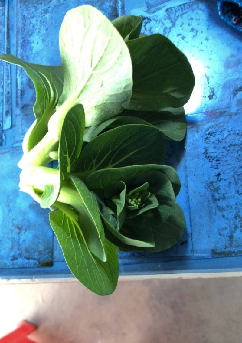 苏北青菜苔，青菜心，产地货源，代发全国，质量上乘