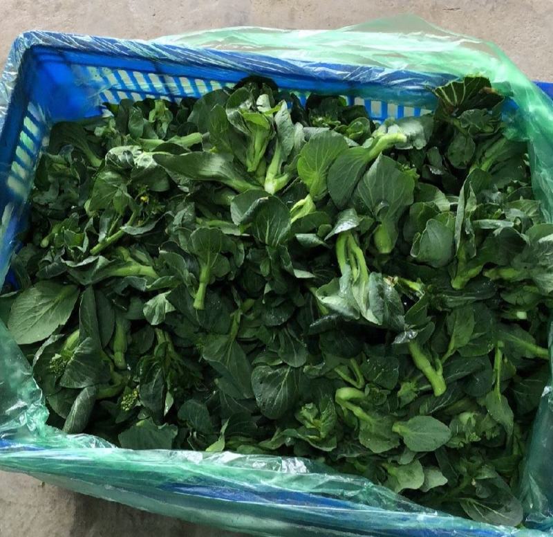 苏北青菜苔，青菜心，产地货源，代发全国，质量上乘