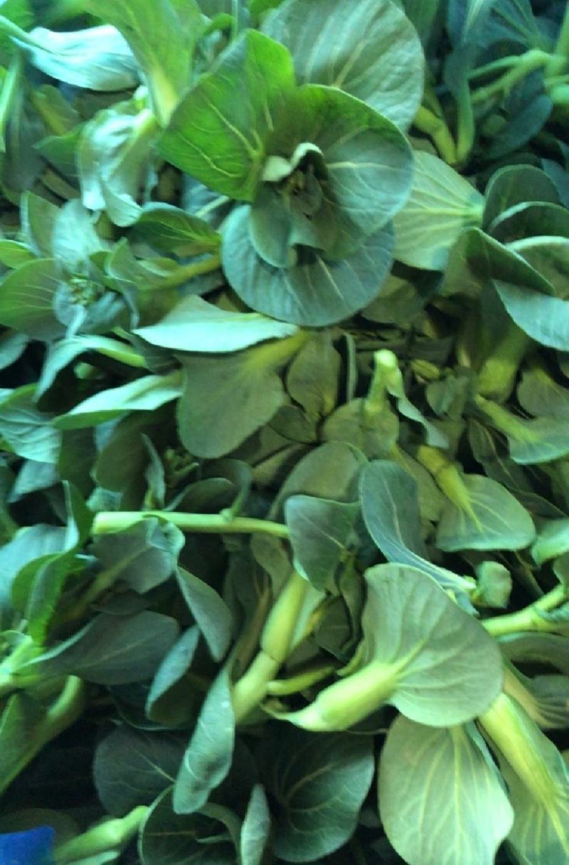 苏北青菜苔，青菜心，产地货源，代发全国，质量上乘