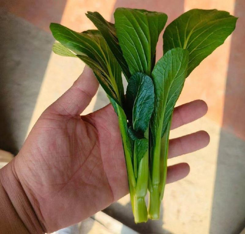 苏北青菜苔，青菜心，产地货源，代发全国，质量上乘