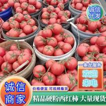 河北西红柿硬粉西红柿大量上市产地直发品质保证