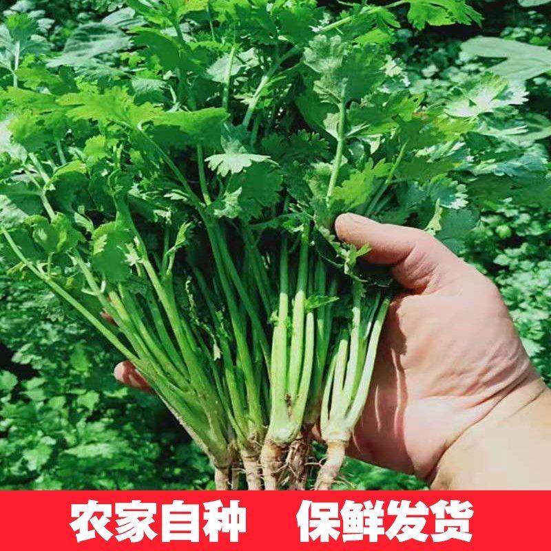 [荐]香菜精品小叶香菜原产地发货各种规格欢迎来电