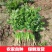 [荐]香菜精品小叶香菜原产地发货各种规格欢迎来电