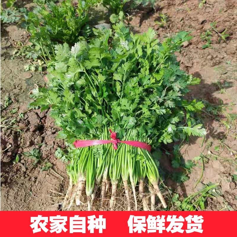 [荐]香菜精品小叶香菜原产地发货各种规格欢迎来电
