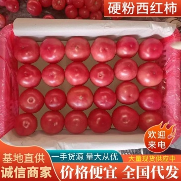西红柿邯郸优质硬粉西红柿大量上市，产地直发，品质保证