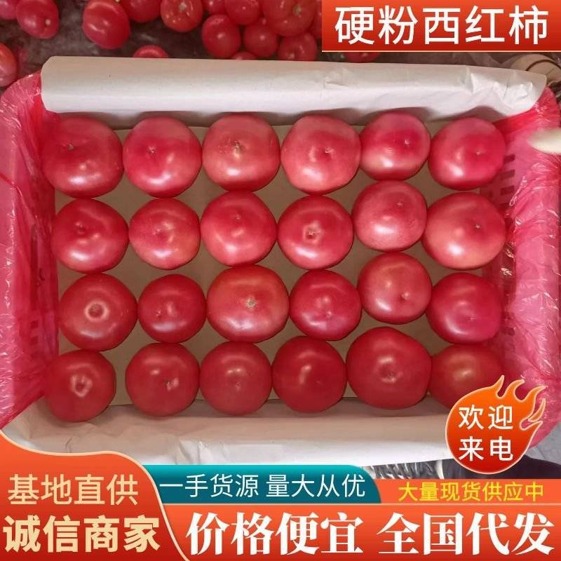 西红柿邯郸优质硬粉西红柿大量上市，产地直发，品质保证
