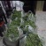 精品野生荠菜电商平台专用无黄叶代发全国整车供应
