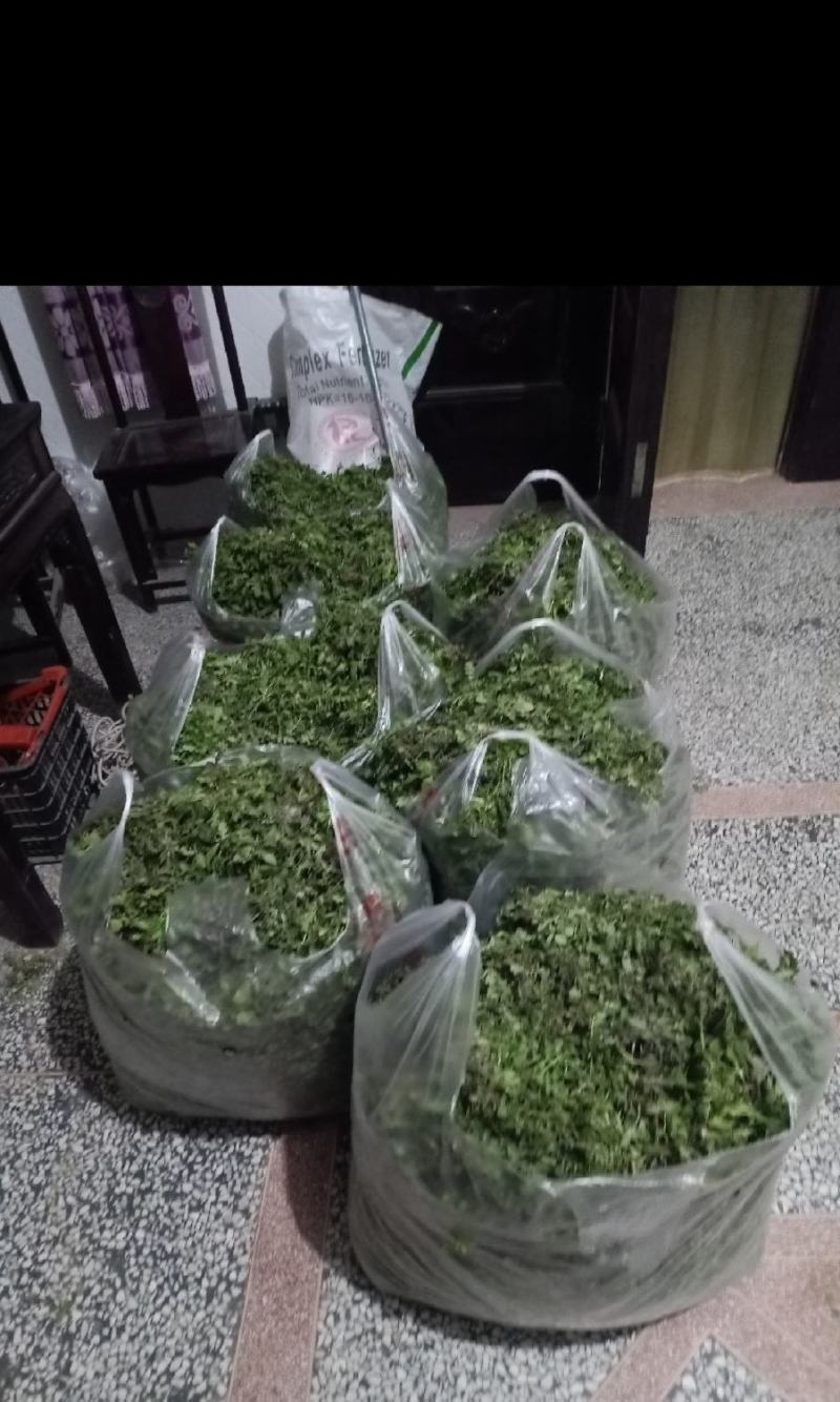精品野生荠菜电商平台专用无黄叶代发全国整车供应