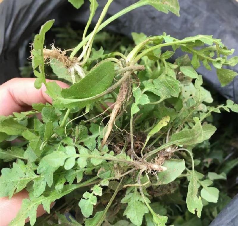 精品野生荠菜电商平台专用无黄叶代发全国整车供应