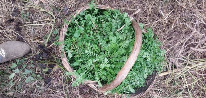精品野生荠菜电商平台专用无黄叶代发全国整车供应