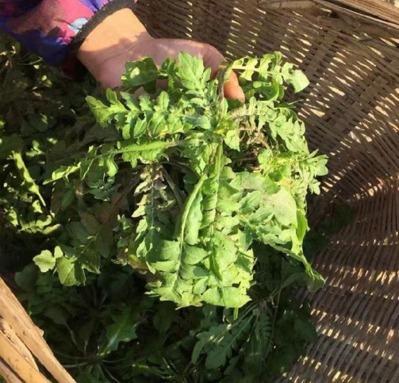 精品野生荠菜电商平台专用无黄叶代发全国整车供应