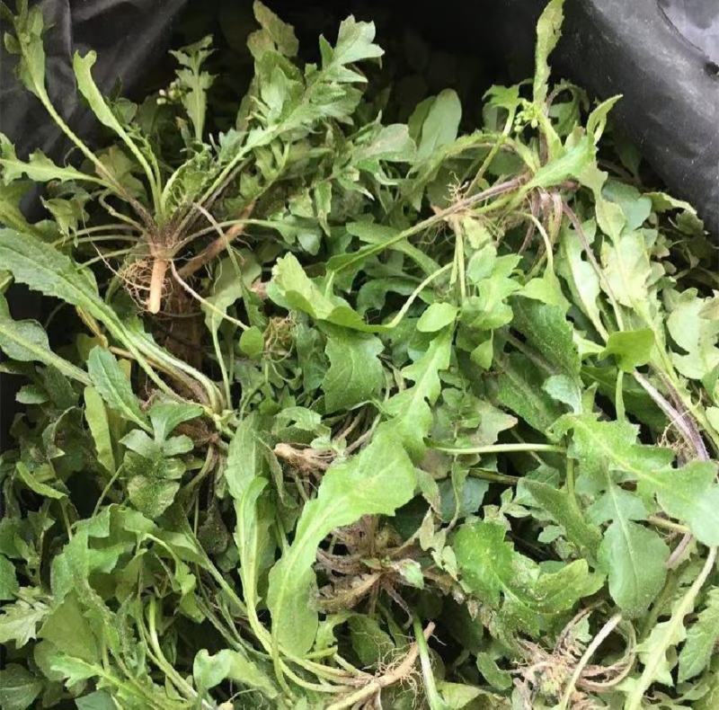 精品野生荠菜电商平台专用无黄叶代发全国整车供应