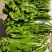 精品野生荠菜电商平台专用无黄叶代发全国整车供应