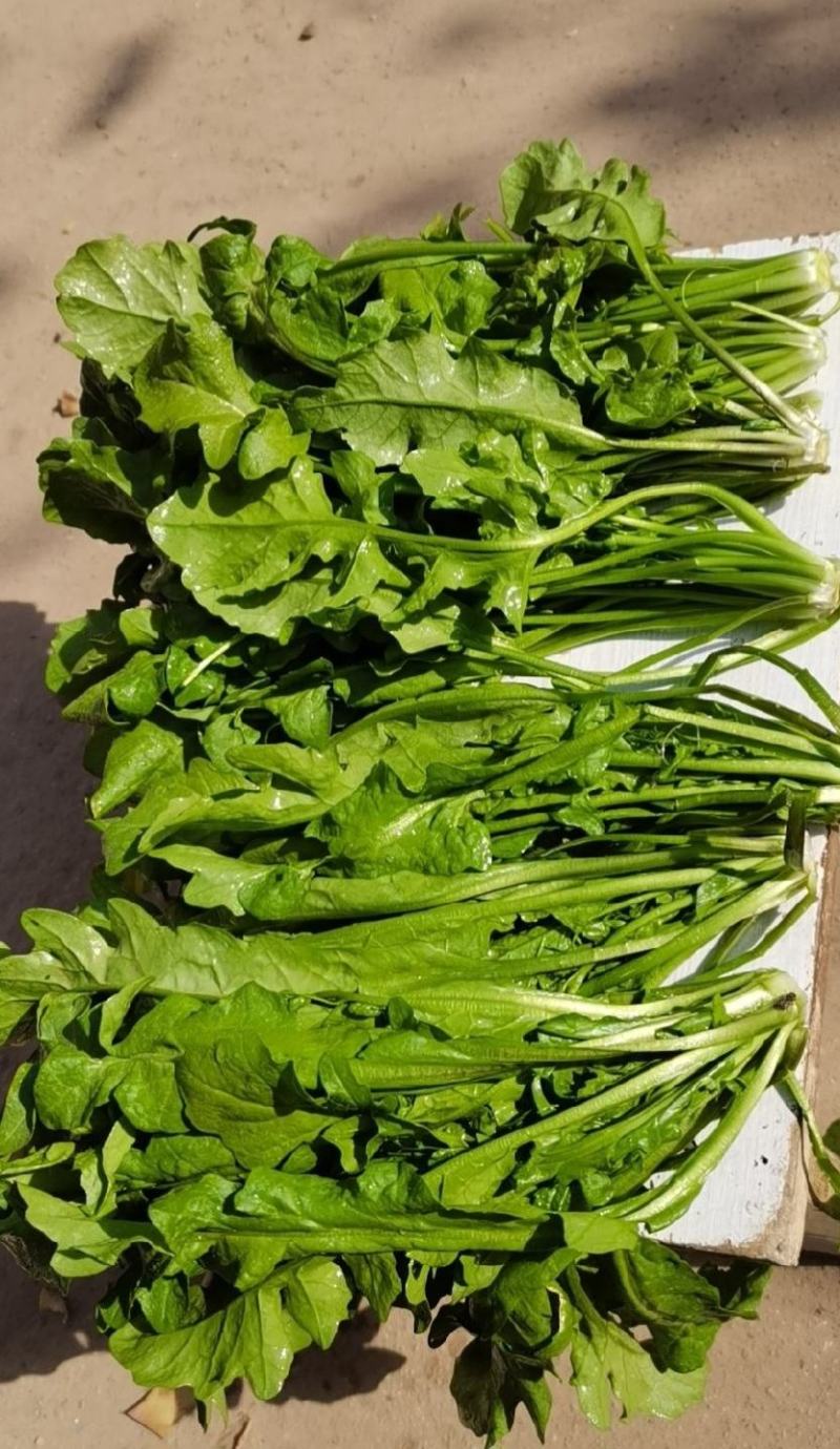 精品野生荠菜电商平台专用无黄叶代发全国整车供应