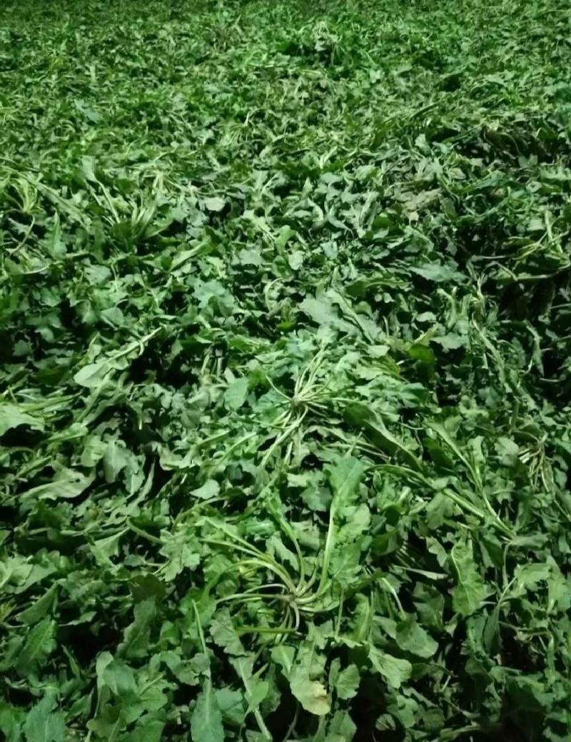 精品野生荠菜电商平台专用无黄叶代发全国整车供应