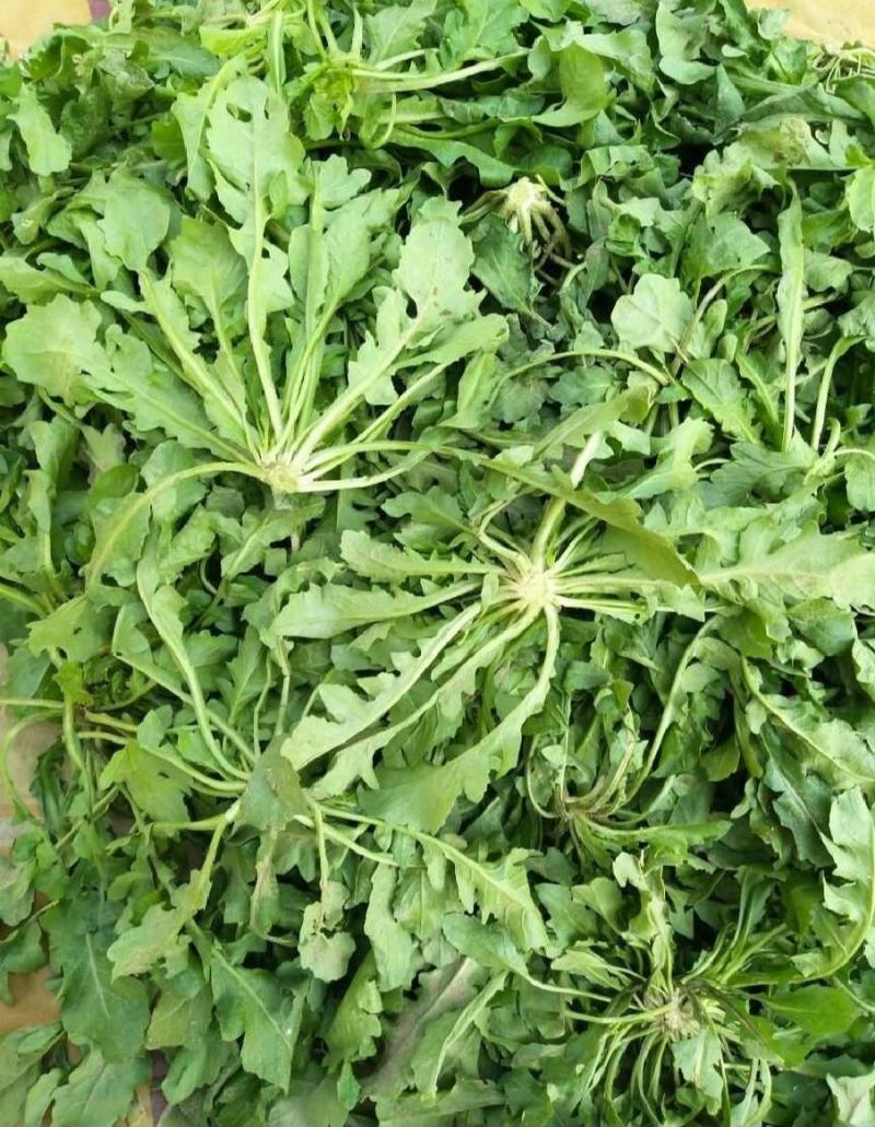 精品野生荠菜电商平台专用无黄叶代发全国整车供应