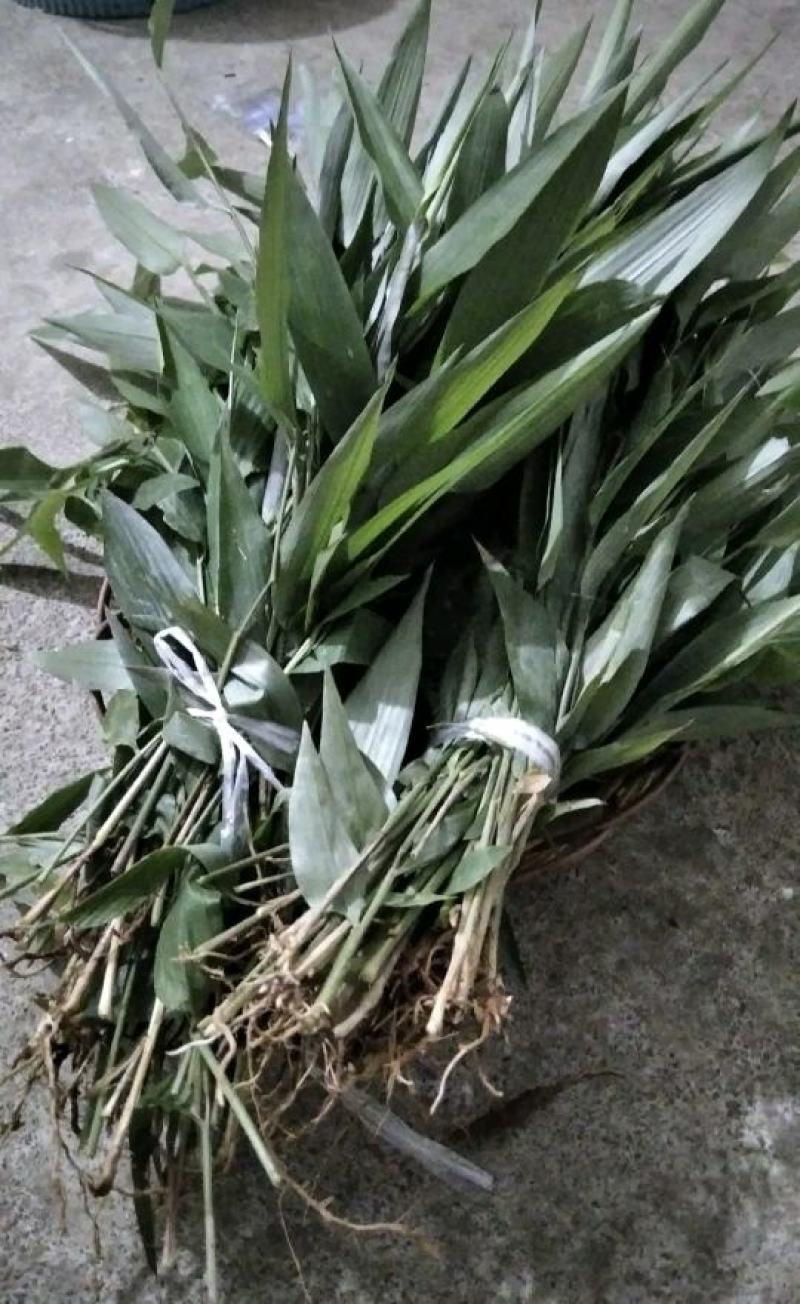 四川淡竹叶，寻实力商家长期合作，纯干无杂