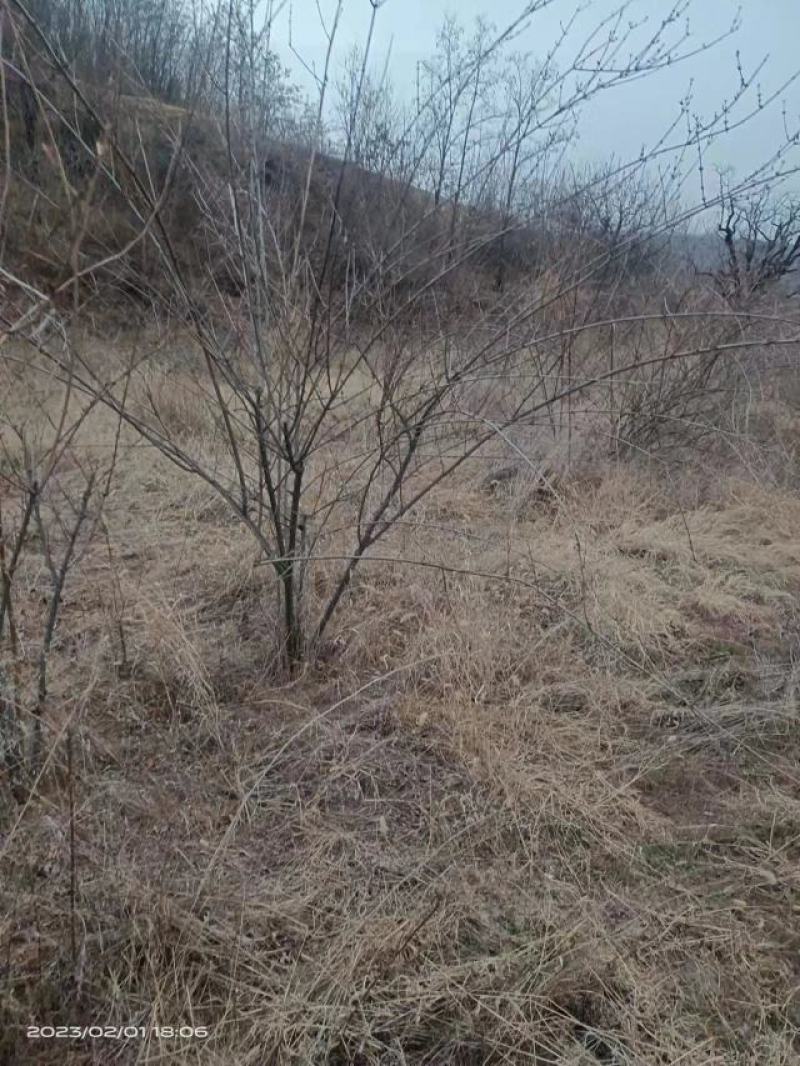 优选扦插苗，卢氏三号，连翘苗，量大从优，基地直发，品质保