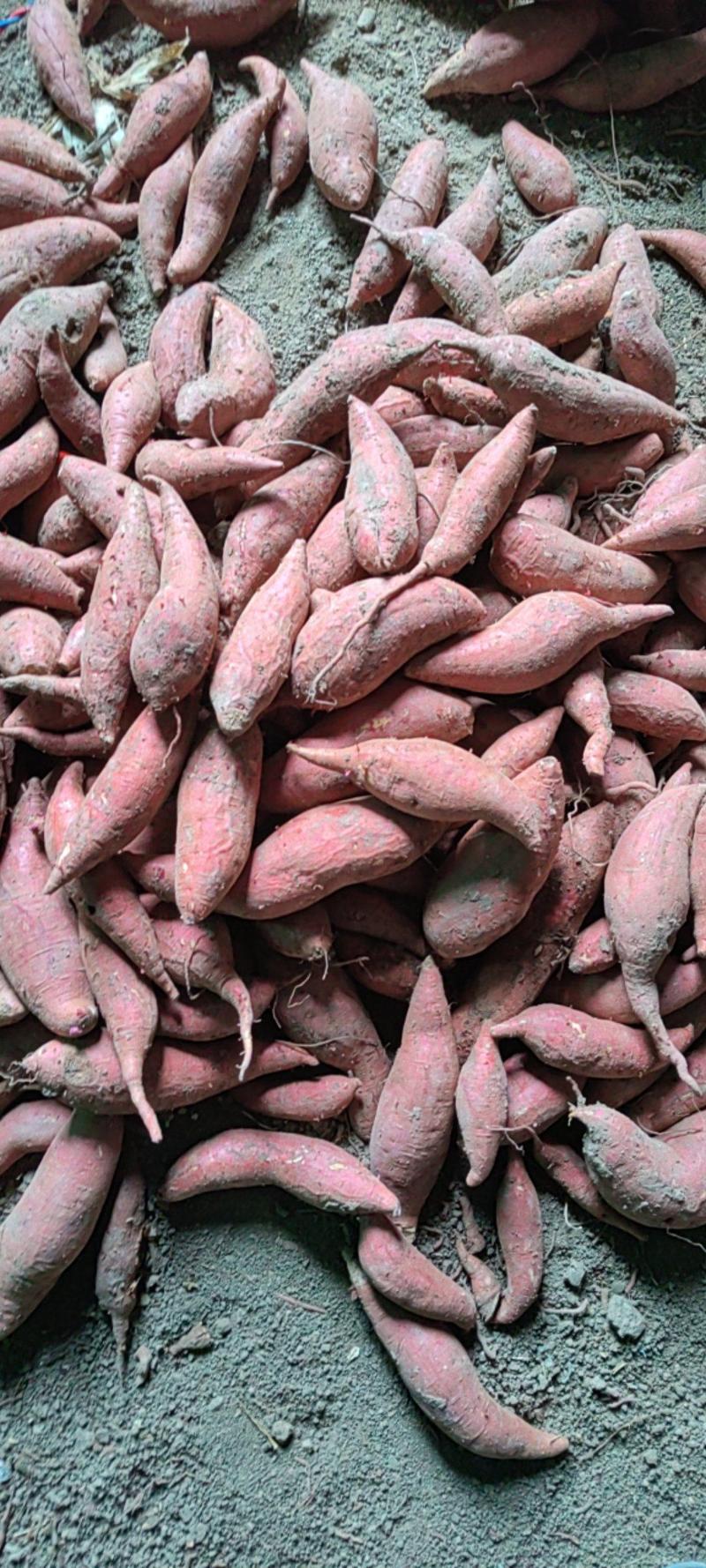 西瓜红种薯最后两万斤