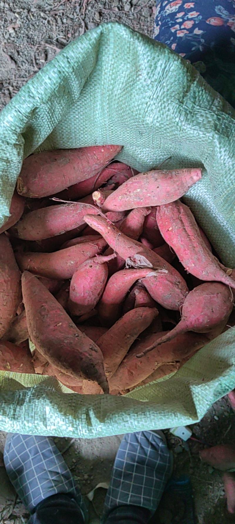 西瓜红种薯最后两万斤