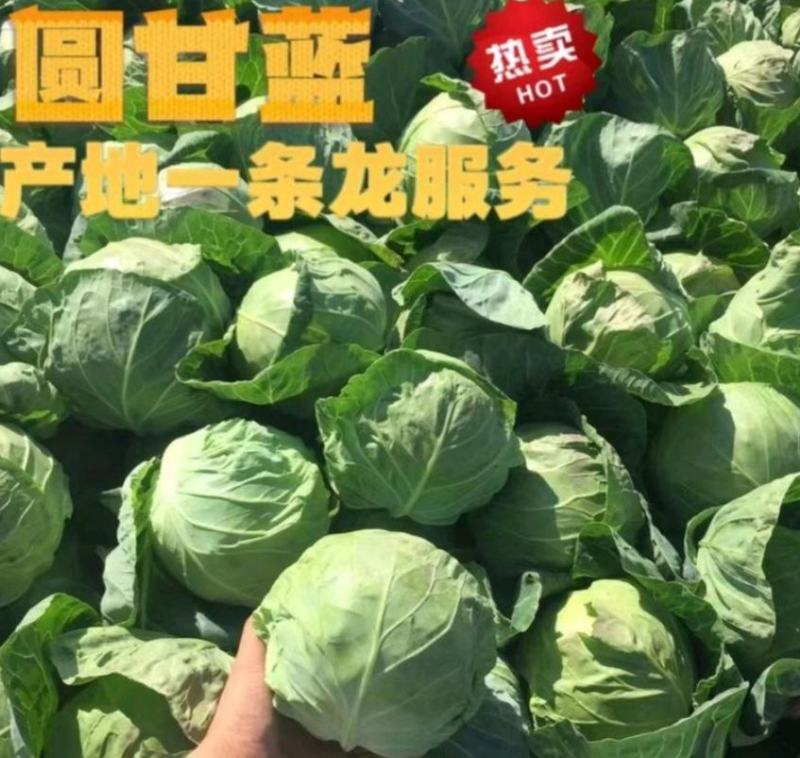 江苏东台甘蓝，千亩种植基地，大量供应，全国代发
