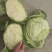 大头菜
