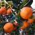 北纬30度，纯甜明日见，甜到心里，水嫩多汁