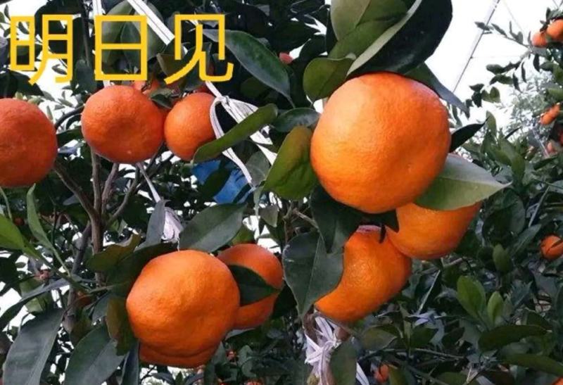 北纬30度，纯甜明日见，甜到心里，水嫩多汁