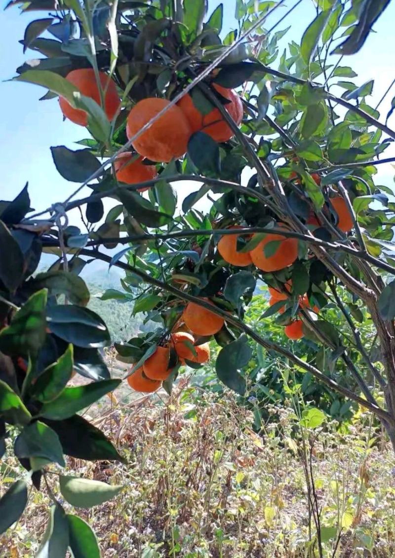 北纬30度，纯甜明日见，甜到心里，水嫩多汁