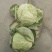 大头菜
