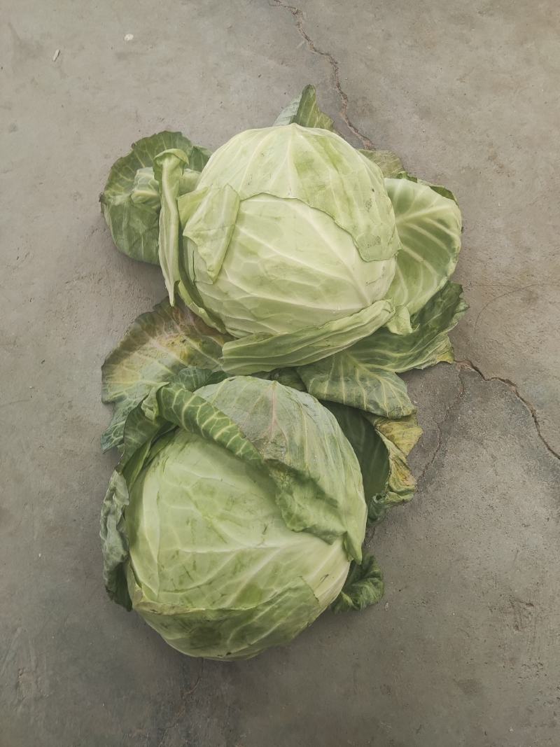 大头菜