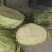 大头菜