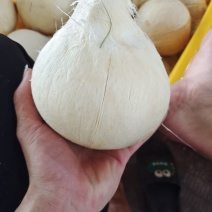 椰子