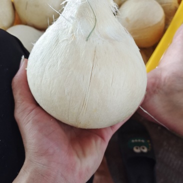 椰子