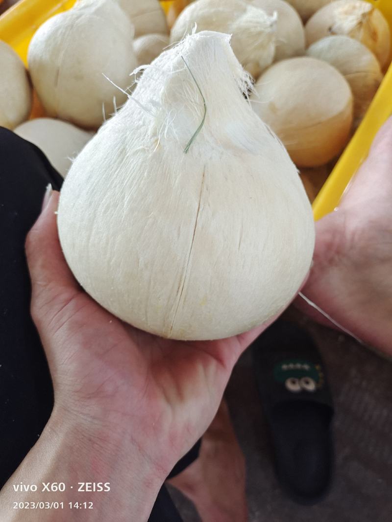 椰子