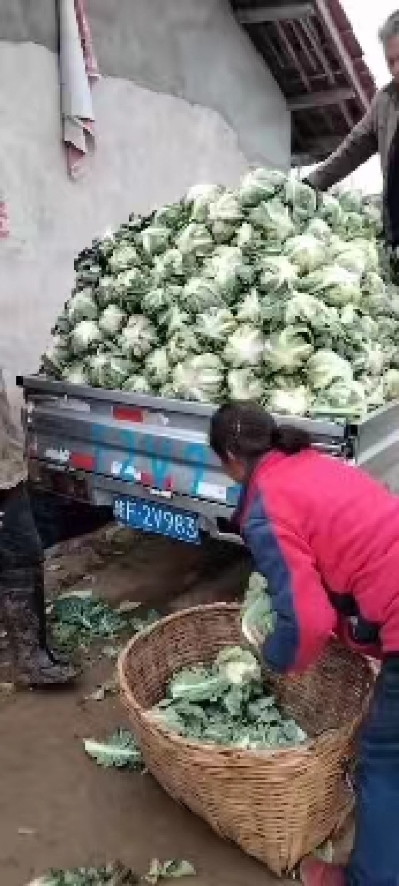 洋县，菜花