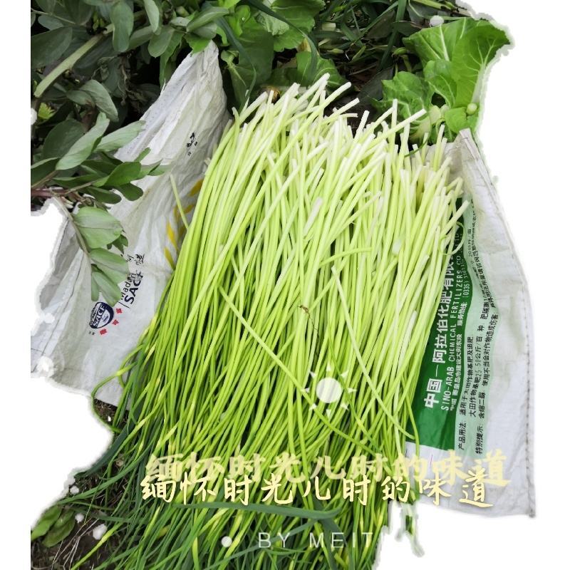 [白帽蒜苔]蒜苔各种规格对接商超市场电商欢迎来电
