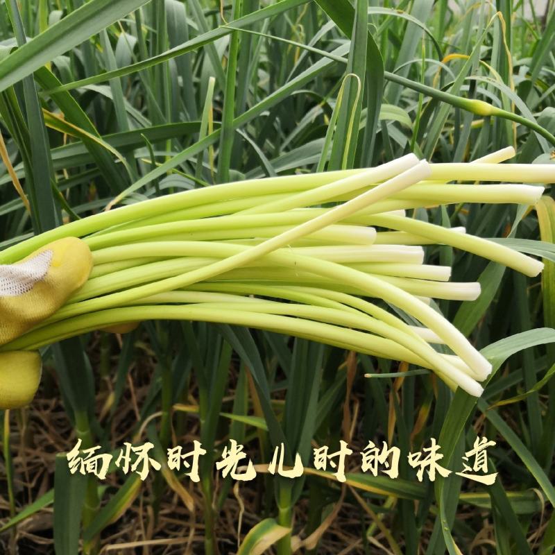 [白帽蒜苔]蒜苔各种规格对接商超市场电商欢迎来电