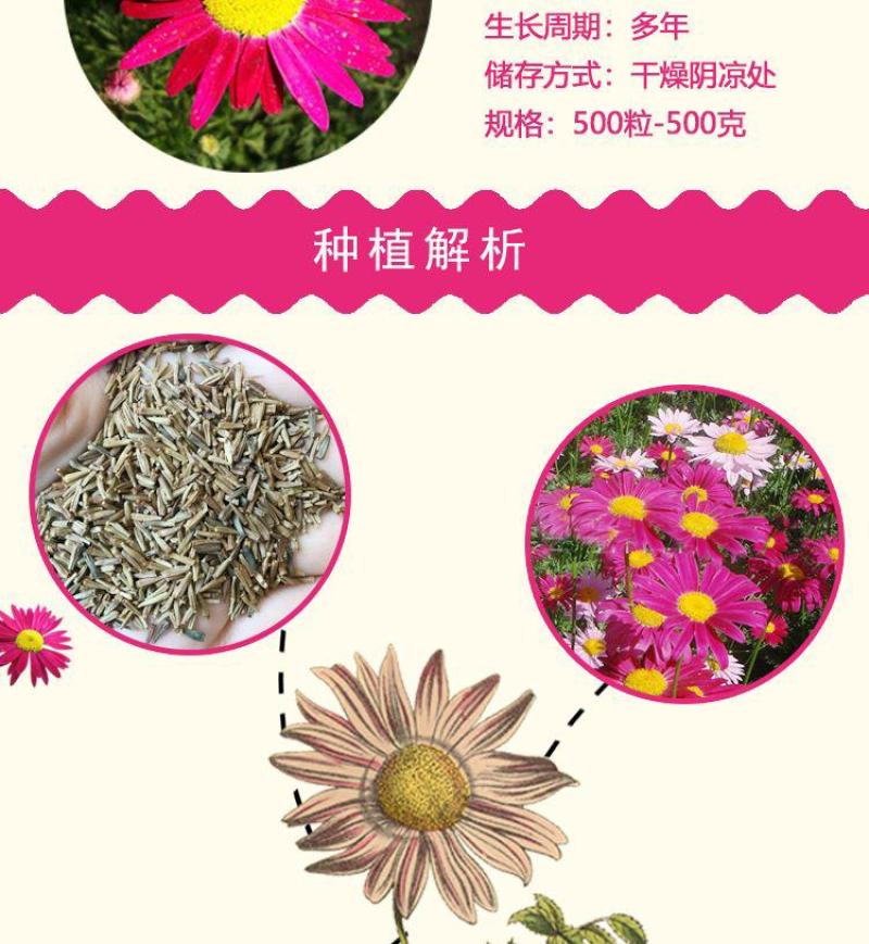 除虫菊种子，驱蚊草驱虫菊花种籽子多年生混色花种子四季播易