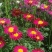 除虫菊种子，驱蚊草驱虫菊花种籽子多年生混色花种子四季播易
