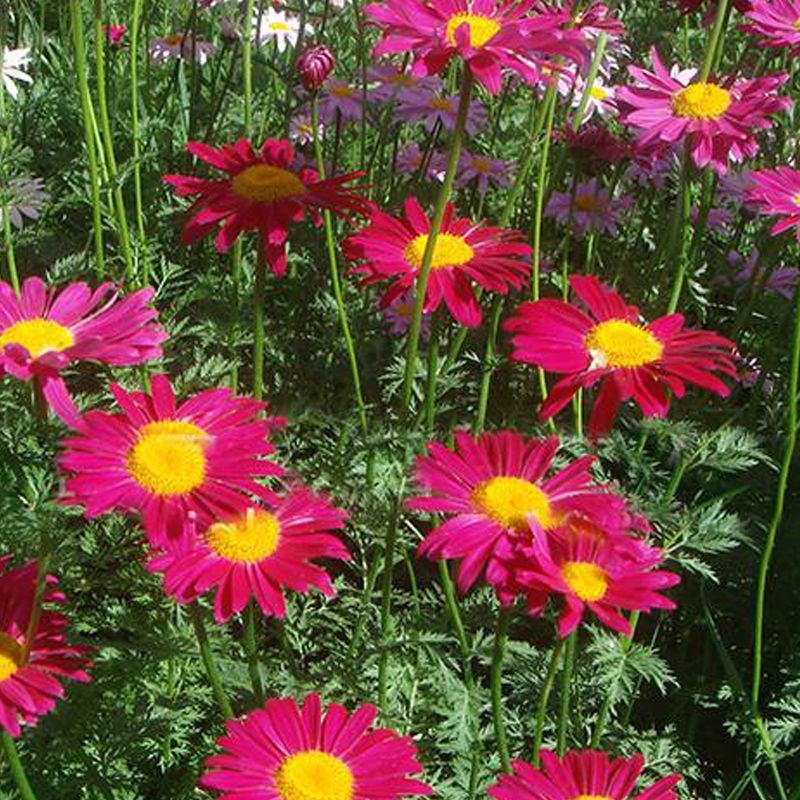 除虫菊种子，驱蚊草驱虫菊花种籽子多年生混色花种子四季播易