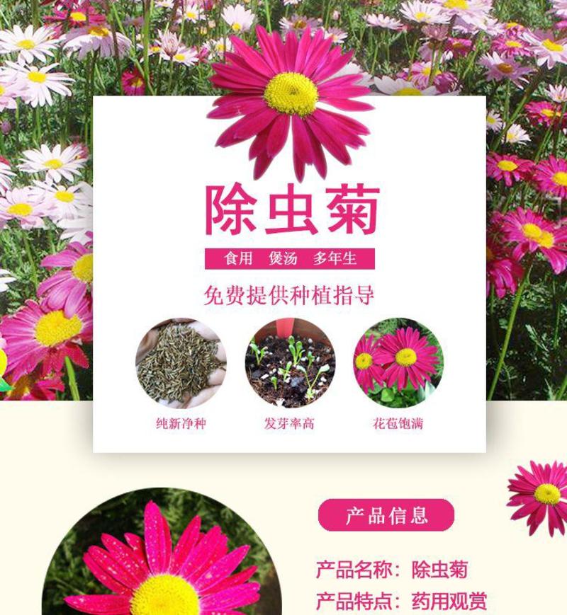 除虫菊种子，驱蚊草驱虫菊花种籽子多年生混色花种子四季播易