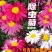 除虫菊种子，驱蚊草驱虫菊花种籽子多年生混色花种子四季播易