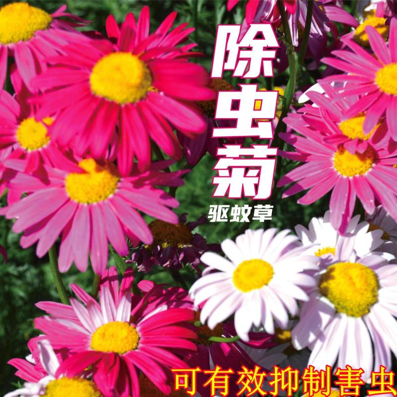 除虫菊种子，驱蚊草驱虫菊花种籽子多年生混色花种子四季播易