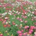 除虫菊种子，驱蚊草驱虫菊花种籽子多年生混色花种子四季播易