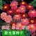 除虫菊种子，驱蚊草驱虫菊花种籽子多年生混色花种子四季播易