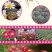 除虫菊种子，驱蚊草驱虫菊花种籽子多年生混色花种子四季播易