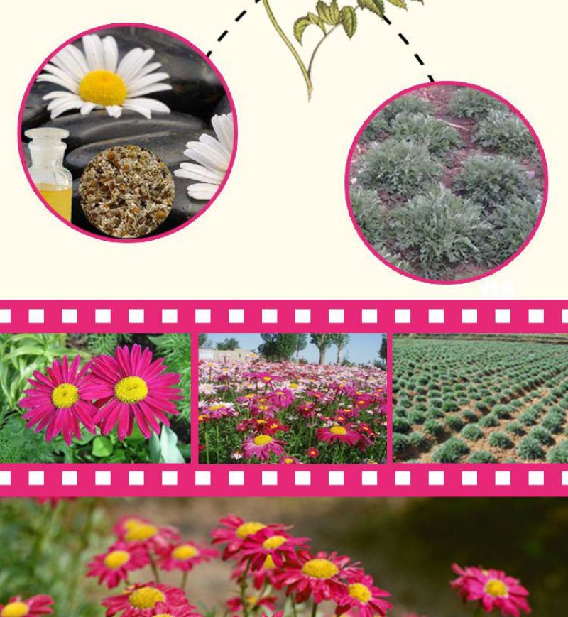 除虫菊种子，驱蚊草驱虫菊花种籽子多年生混色花种子四季播易