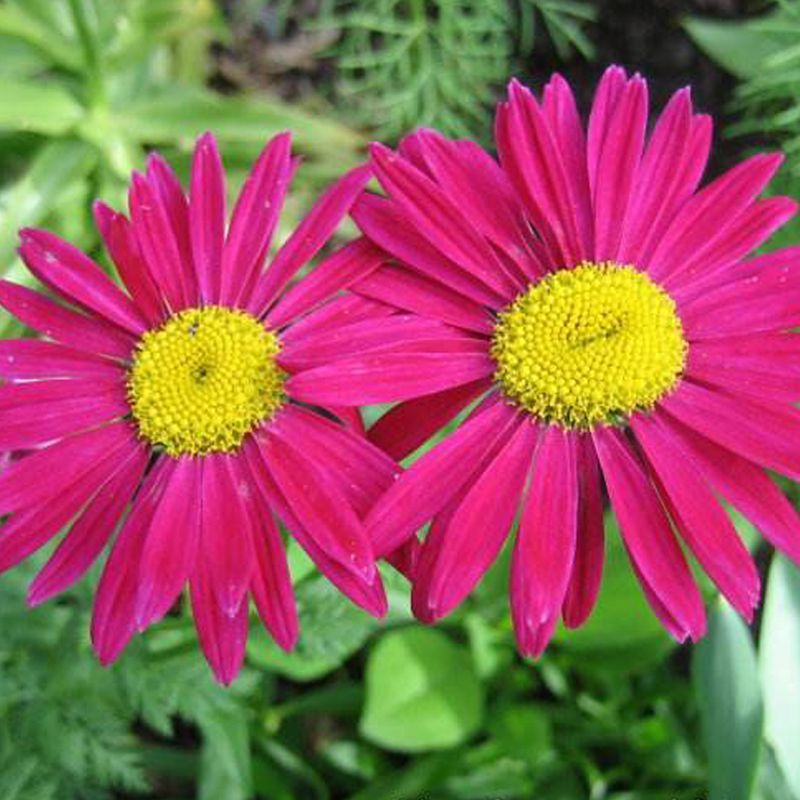 除虫菊种子，驱蚊草驱虫菊花种籽子多年生混色花种子四季播易