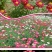 除虫菊种子，驱蚊草驱虫菊花种籽子多年生混色花种子四季播易